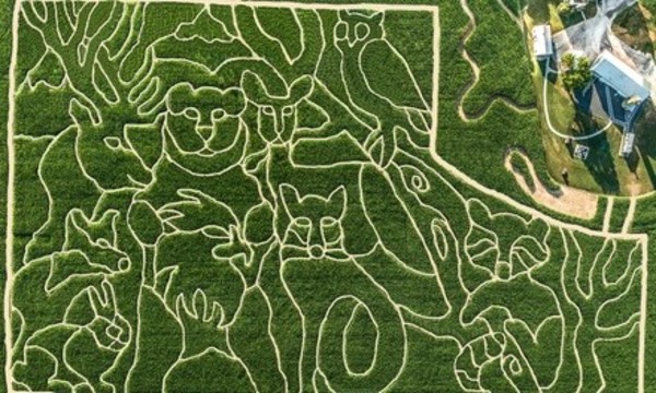 Single-Day Admission to The Corn Maze for Two or Four at Oregon Dairy (Up to 40% Off)