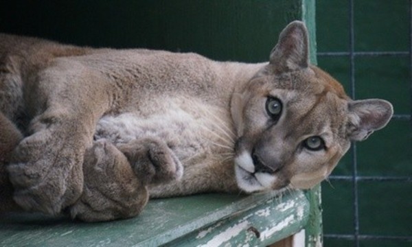 Full Day Admission for Two or Four to Jungle Adventures (Up to 38% Off)