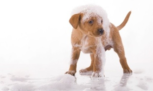 One 20-Minute Self-Service Pet Wash, or Five 10-Minute Pet Washes at Cloud 9 Laundra-mutt (Up to 50% Off)