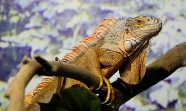 VIP Animal-Park Outing for Two Adults or Family of Four at Branson's Wild World (Up to 35% Off)