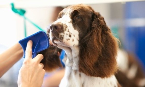 Full Grooming Packages with Teeth Cleaning at Styln Companions Pet Spa (Up to 44% Off). Four Options Available.