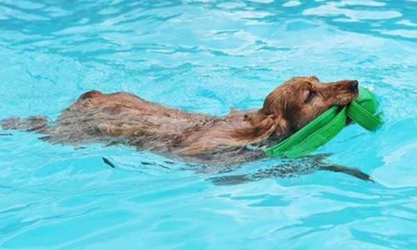 One or Two 15-Minute Swims or One 30-Minute Swim at See Spot Swim in Canine Physical Rehab (Up to 53% Off)  
