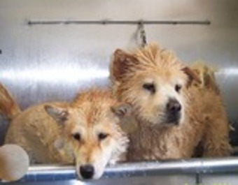 Organic Cotton AURAA Comfort Washed Percale Sheet Set