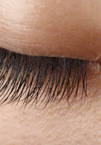 One or Two Mini-Mushroom Farms, or 2oz of Dried Chanterelles at Far West Fungi (Up to 50% Off)