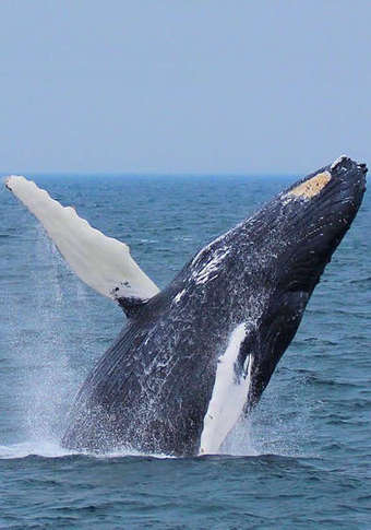 Two Brazilian Waxes with Optional Vajacial at Faced by Jes (Up to 56% Off)