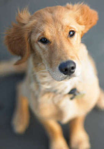 Window Tinting for Two or Up to Five Windows at Window Tinting Plus (Up to 25% Off)