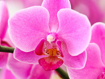 One or Three 60-Minute Full-Body Relaxation Massages at Dynasty Valentine (Up to 60% Off)