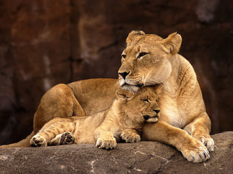 Haircuts and Treatments at Fancy Cuts Salon (Up to 50% Off). Four Options Available