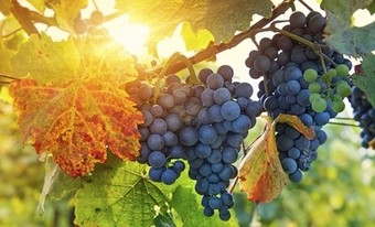 Wine Tasting Experiences for Two or Four at Ankeny Vineyard & Winery (48%  Off)