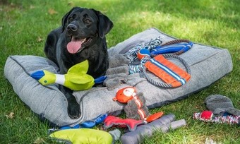 $10 for $20 Worth of Pet Supplies at Kazimir's Pet Shop