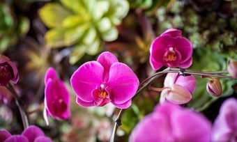 Botanical Garden Admission for Two or Four to Grand Tradition Estate & Gardens (47% Off)