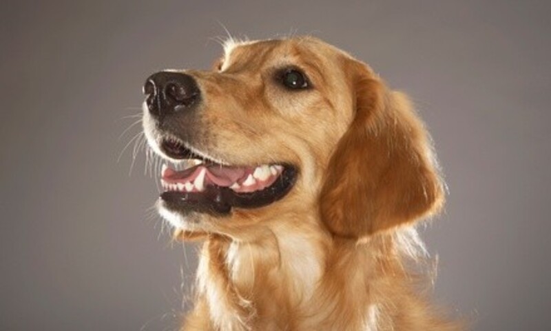 $5 for a One-Year Dog-Park Membership at Dog Bar ($10 Value)