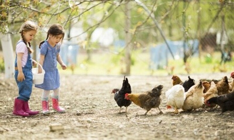 Farm Tour for up to Five or Ten People at Free Radical Ranch (Up to 69% Off)