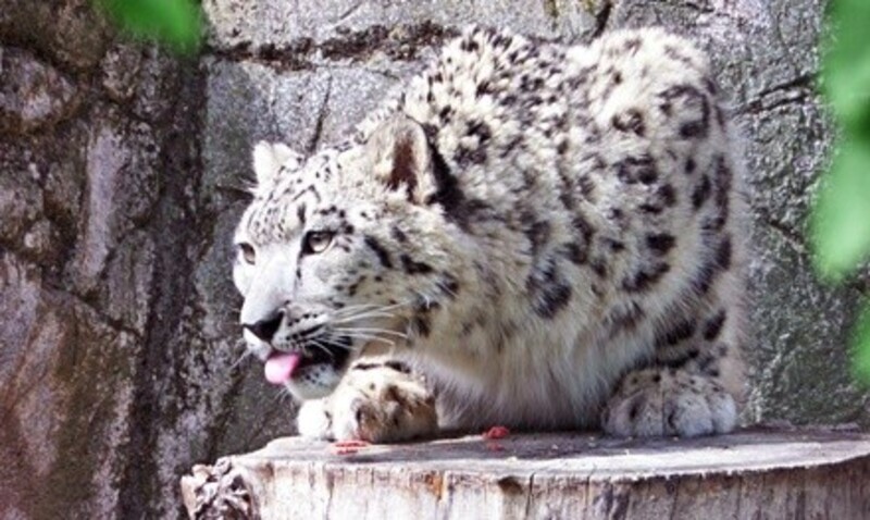 $50.50 for an Introductory Membership to the Micke Grove Zoological Society ($100 Value)   