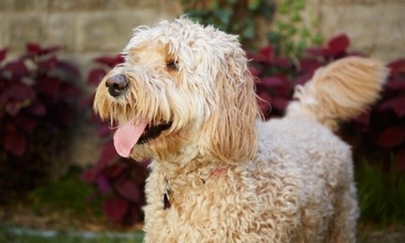 Dog or Cat Vaccinations and Dog Grooming at Pet Med Plus (Up to 55% Off). Choose From Six Options.