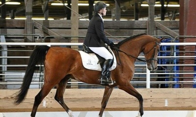 Horseback Riding Lessons at Magic Moments Stable (Up to 36% Off) 