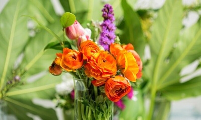 $21 for $40 Toward Shrubs, Trees, and Gardening Supplies"  at Kirshner Landscapes & Nurseries 
