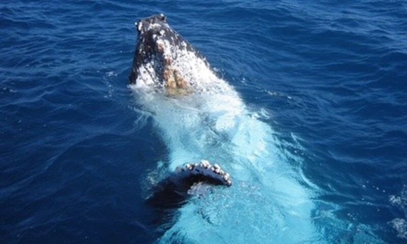 Whale Watching Tickets from Ocean Explorer Cruises (Up to 71% Off). Eight Options Available.