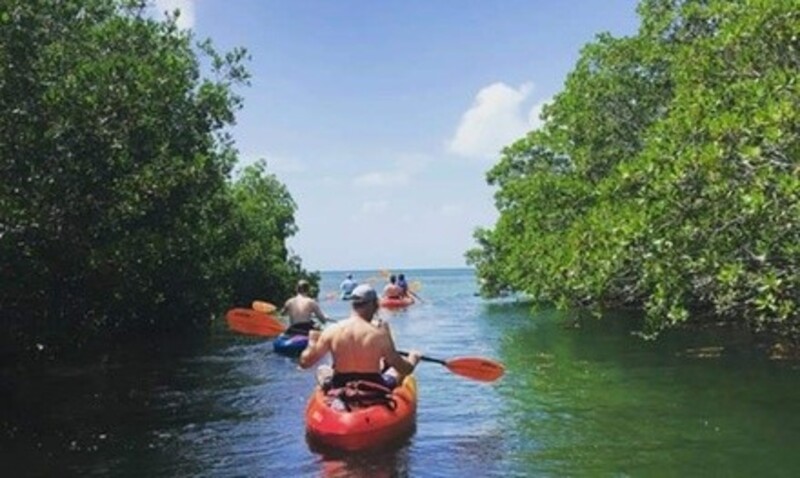 2-Hour Mangrove Maze Guided Kayak Tour for Two, Three, or Four with Kayak Kings (Up to 35% Off)