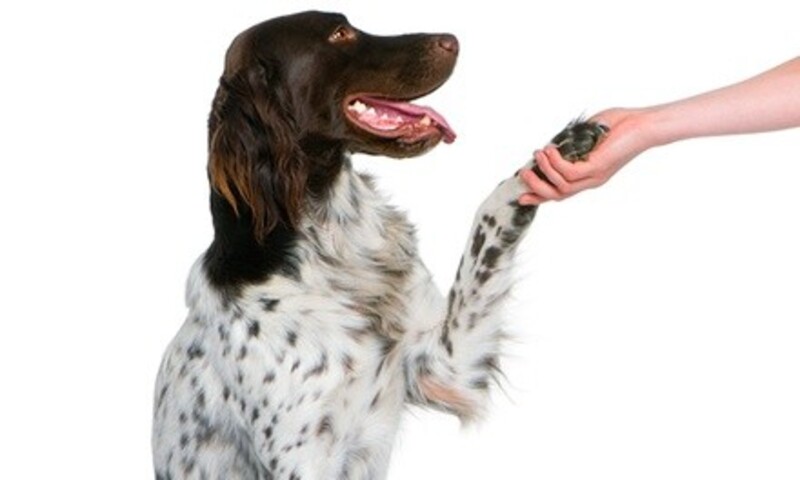 One or Five Days of Dog Daycare at Pet University (60% Off)