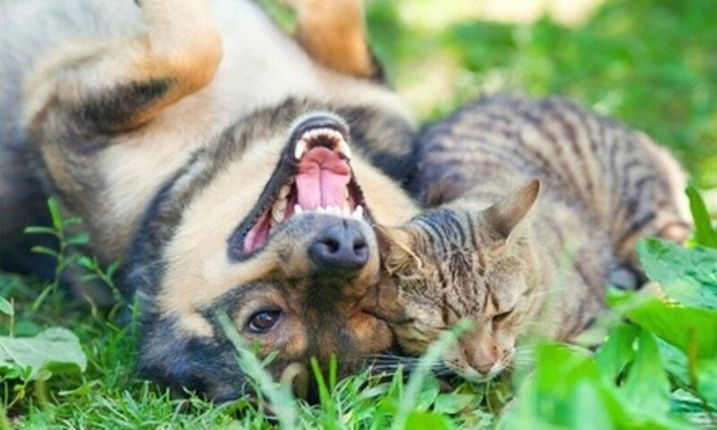Dog or Cat Boarding Services at Paddock Park Animal Care Center (Up to 44% Off). Two Options Available.