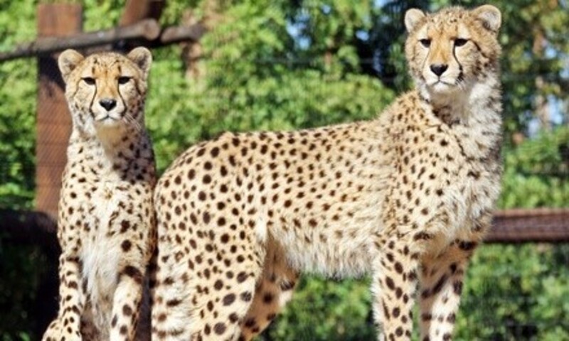 Admission for One Child or Adult to Wildlife World Zoo, Aquarium & Safari Park (Up to 22% Off)