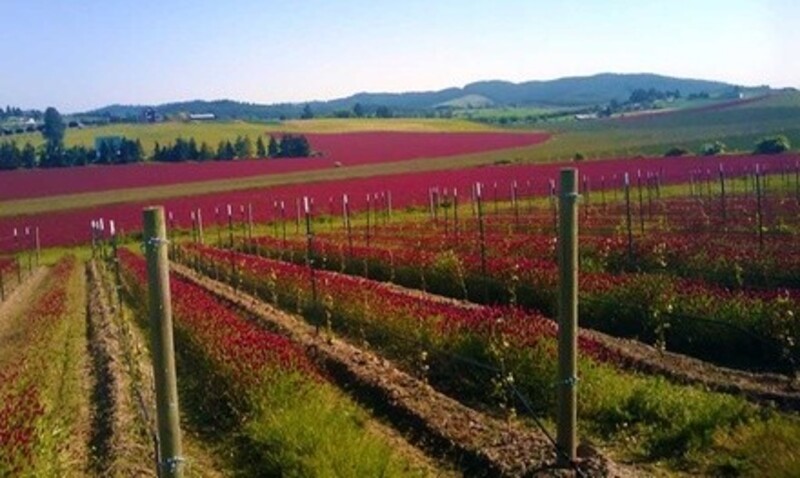 Wine Blending Experience for One at Kason Vineyards (Up to 33% Off). Two Options Available.