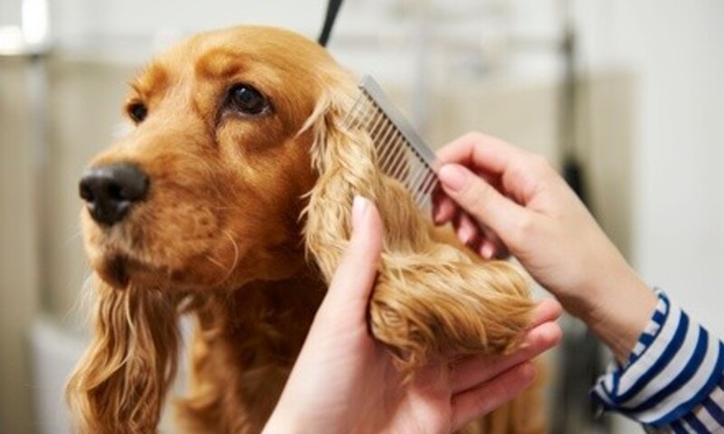 Package or Bath, Brush, and Nail Clipping for Small, Medium, or Large Dog at Bark Bath & Beyond (Up to 38% Off)