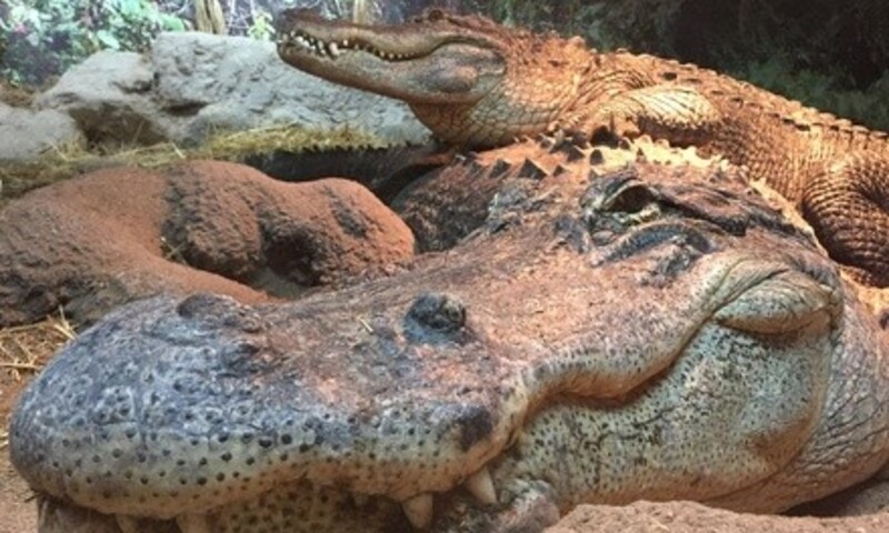 Admission Passes at Branson's Wild World (Up to 41% Off). Two Options Available.