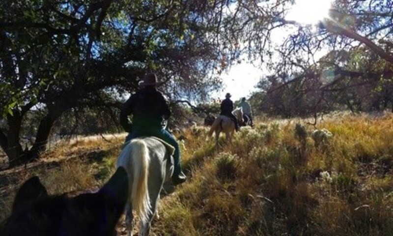 60-, 90-, or 120-minute Trail Ride for One, Two, or Four at Double R Guest Ranch (U p to 59% Off) 