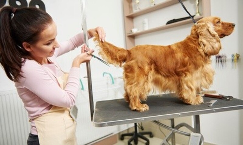 Full Grooming Package for Dogs Up to 15, 30, or 50 Pounds at Pretty Pets (Up to 33% Off)