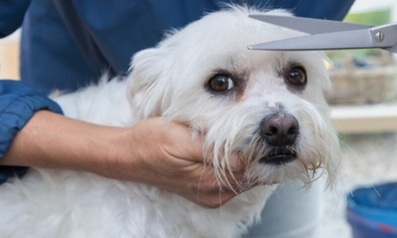 Full-Service Grooming for a S, M, or L Dog, or Premium Grooming for Any Size Cat at Groom Zone (Up to 27% Off)
