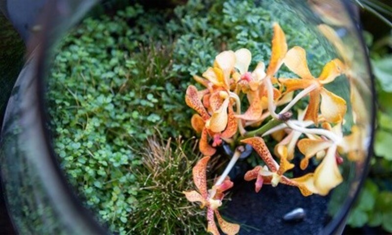BYOB Terrarium and Fairy Garden-Making Class for One or Two at Paint 'n Hang (Up to 58% Off)