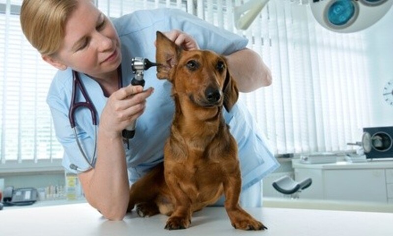 $22 for $40 Worth of Pet Services — Pet Point Animal Hospital 