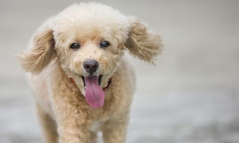 Up to 30% Off on Pet - Grooming / Salon at Classy Canines