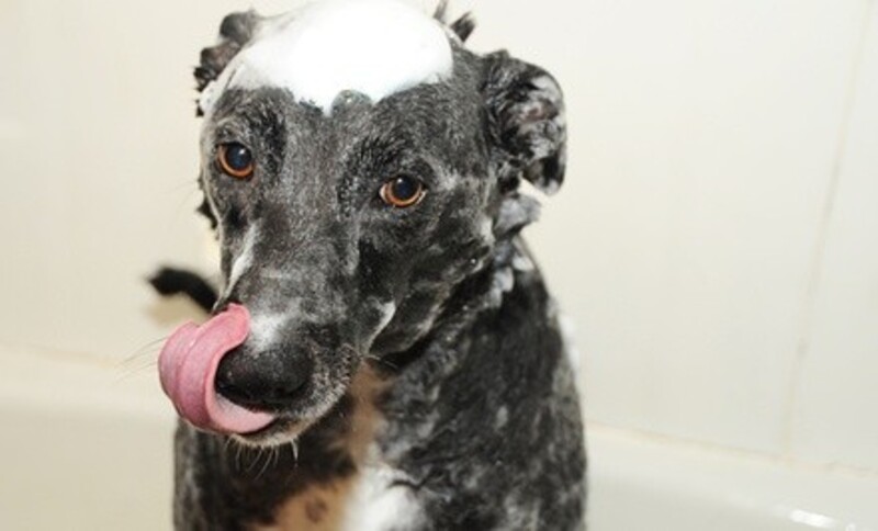 One or Two Daycare and Overnight Stays for One or Two Dogs at Dandelion Acres (Up to 65% Off) 