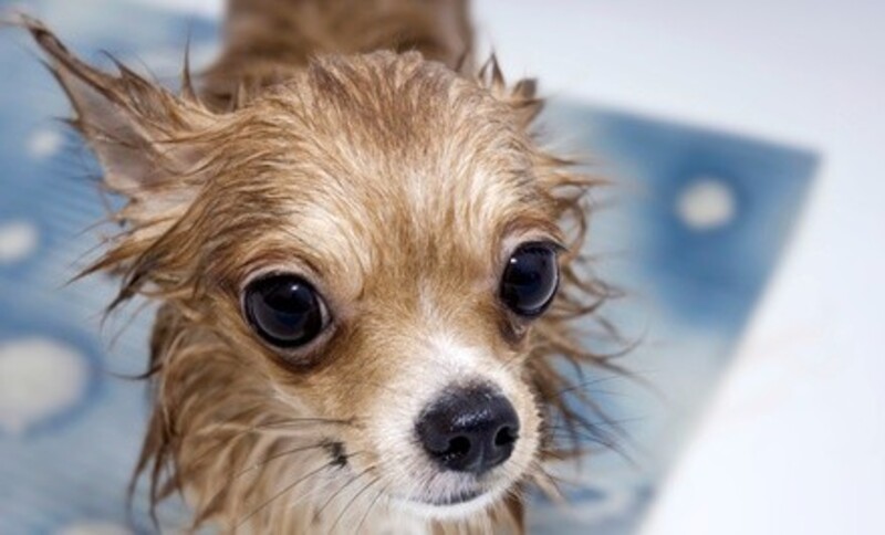 $5 for $10 Worth of Services at Brick Pet Salon