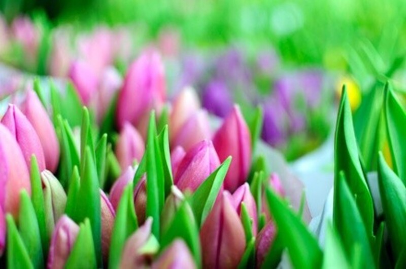 $15 Off $30 Worth of Floral Arrangement Services