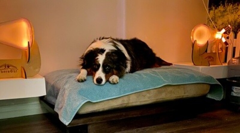 Up to 50% Off on Healthcare - Pet (Retail) at uBlissity