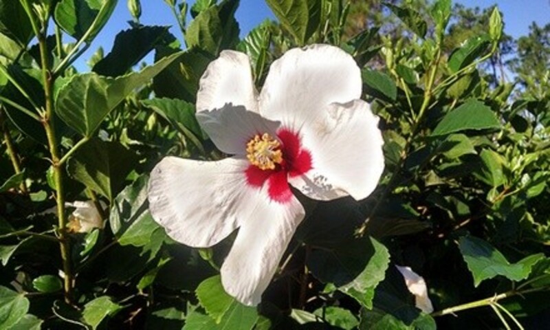 $30 or $60 Value at Garden Depot (Up to 51% Off)