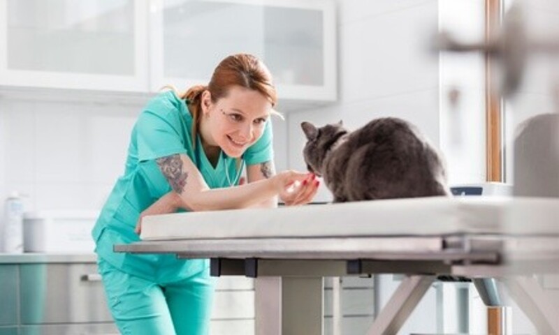 Deal for Extra Care Animal Hospital