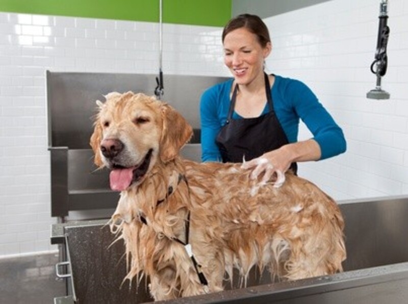 Up to 40% Off on Pet - Grooming / Salon at Bubbles & Bows Pet