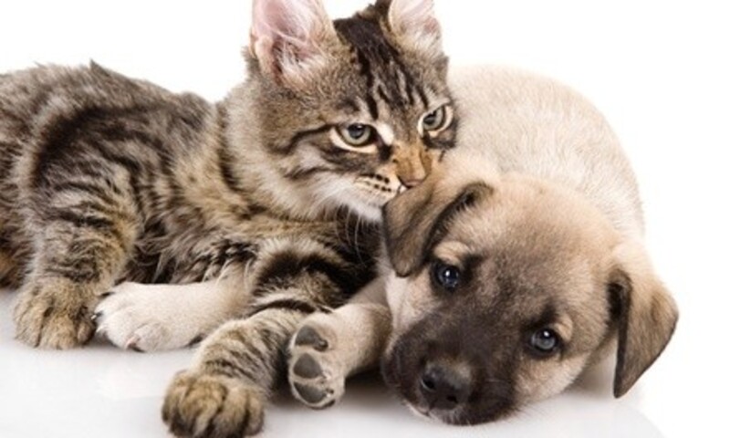 Deal for LV Dog Resort III