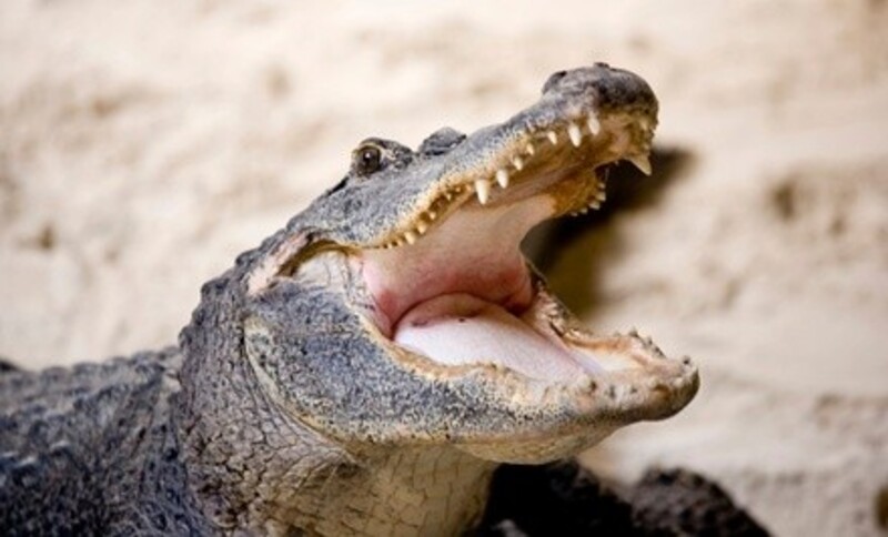 Admission for Adults or Children to Kliebert & Sons Gator Tours (Up to 46% Off)