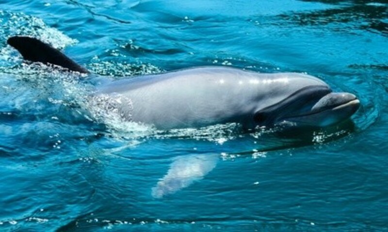 Sunset or Dolphin-Watching Private Cruise for Up to Four People at Fantasy Ocean Adventures (Up to 9% Off)