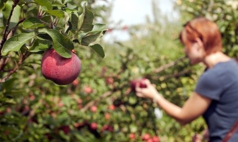 Admission for One, Two, or Four to Organic Family Farm Tour at Lockewood Acres (Up to 62% Off)
