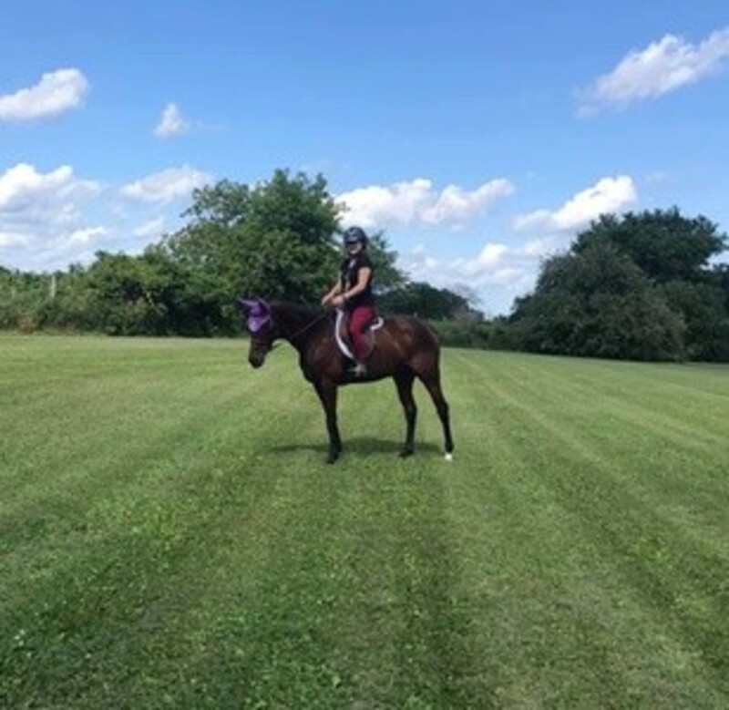 Up to 50% Off on Horse Back Riding - Training at AKB horsemanship