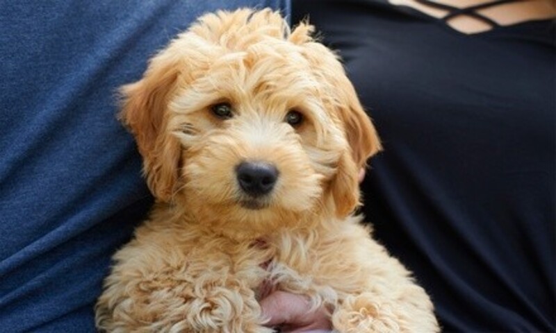 Deal for Passion Fur Pets Grooming