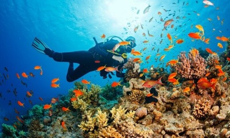 Up to 38% Off on Diving Lesson at Pinnacles Dive Center