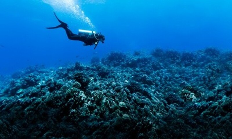 $179 for Night Diving Course at Ocean Gear ($200 Value)
